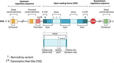 The role of noncoding genetic variants in cardiomyopathy